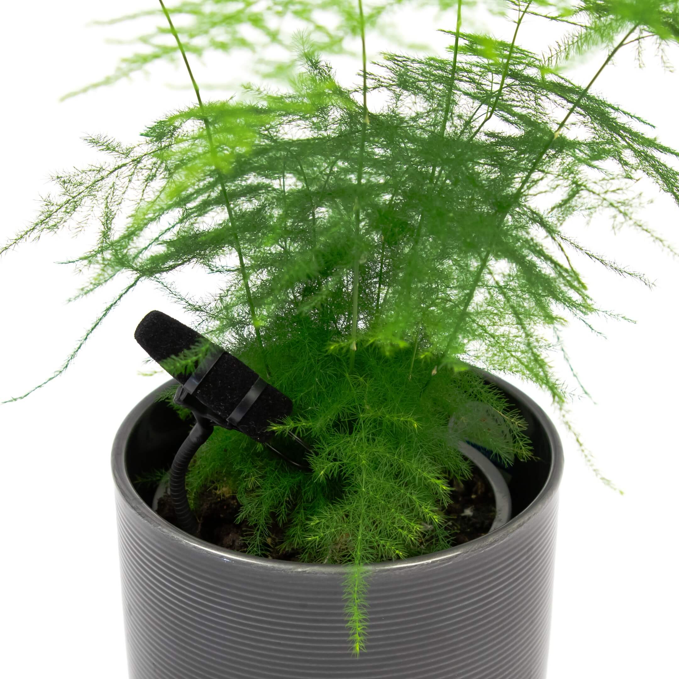DPA 4097 CORE+ Micro Shotgun Microphone with MicroLock Connector, in plant