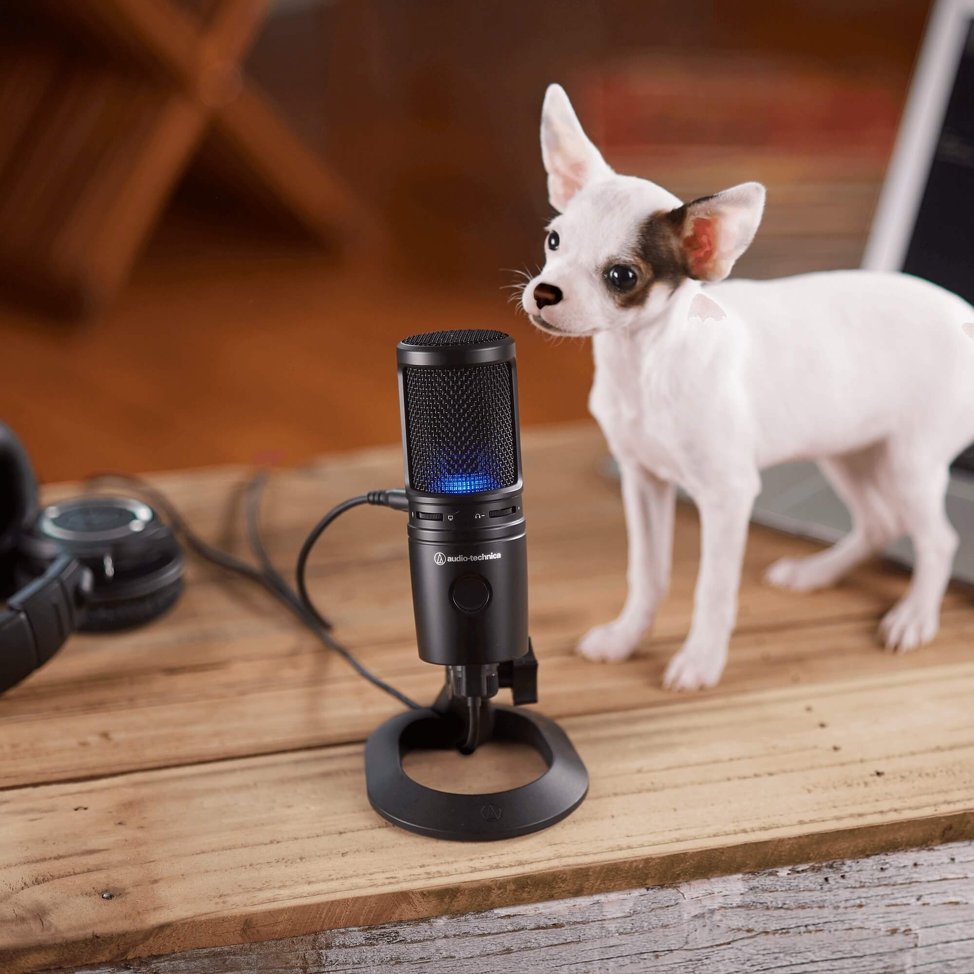 Audio-Technica AT2020USB-X - Cardioid Condenser USB Microphone auditioning the next Taco Bell chihuahua
